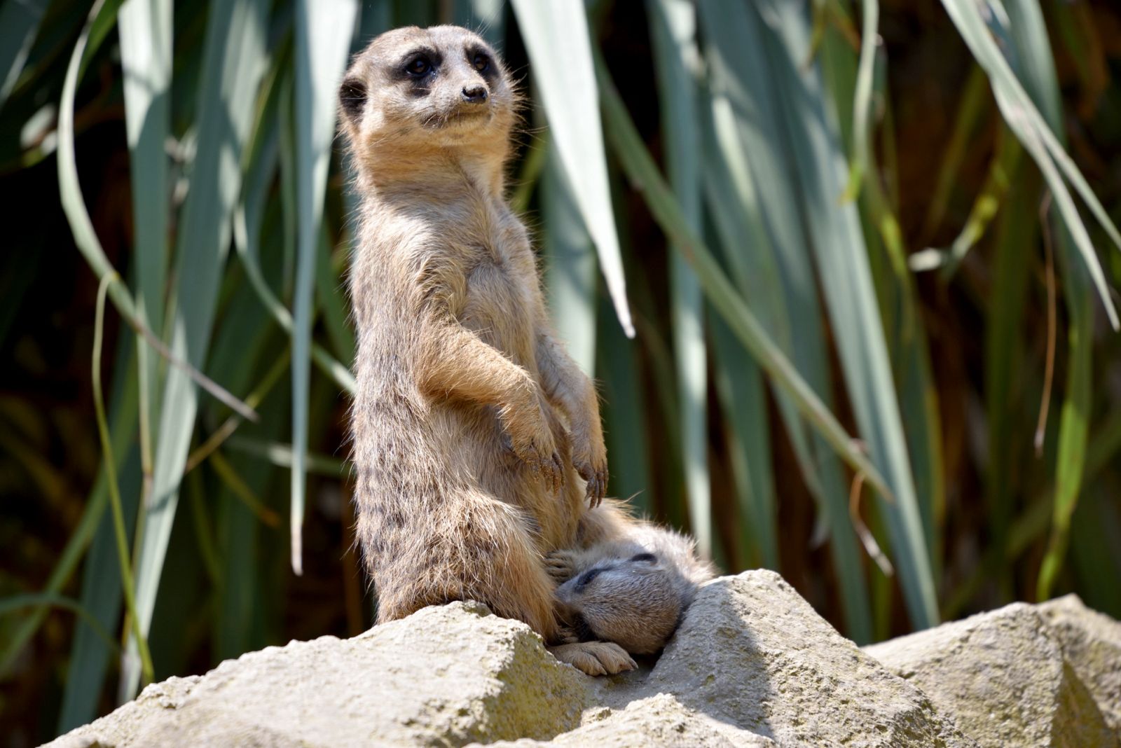 Il Parco Faunistico Le Cornelle festeggia la nascita di quattro nuovi cuccioli di suricato
