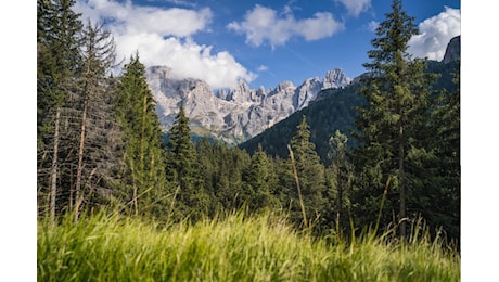Foreste italiane in crescita, ma il legno resta un'emergenza: si importa l'80% del consumato