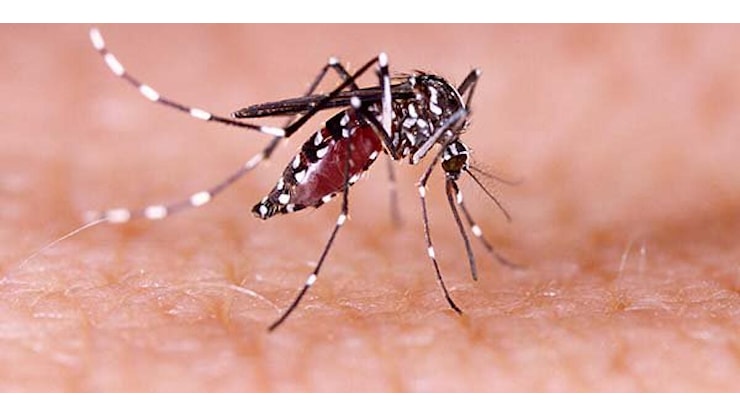 In provincia di Latina il primo caso di virus West Nile nel Lazio: scatta la sorveglianza. - Radio Studio 93
