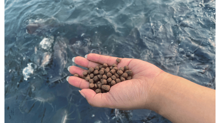 Farine e oli di pesce, la materia prima invisibile dell’acquacoltura - PesceInRete