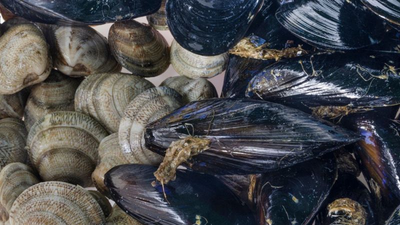 Strage di cozze e vongole nel Delta del Po: cosa sta succedendo