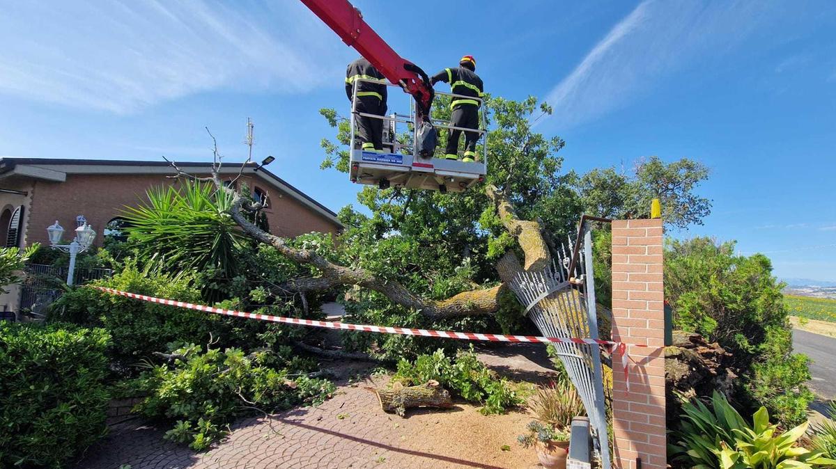 Albero travolge un’auto