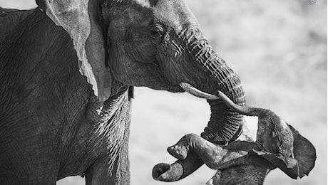Federico Veronesi vince il Wildlife Photographer of the Year 2026 con lo scatto di un’elefantessa e del suo piccolo senza vita