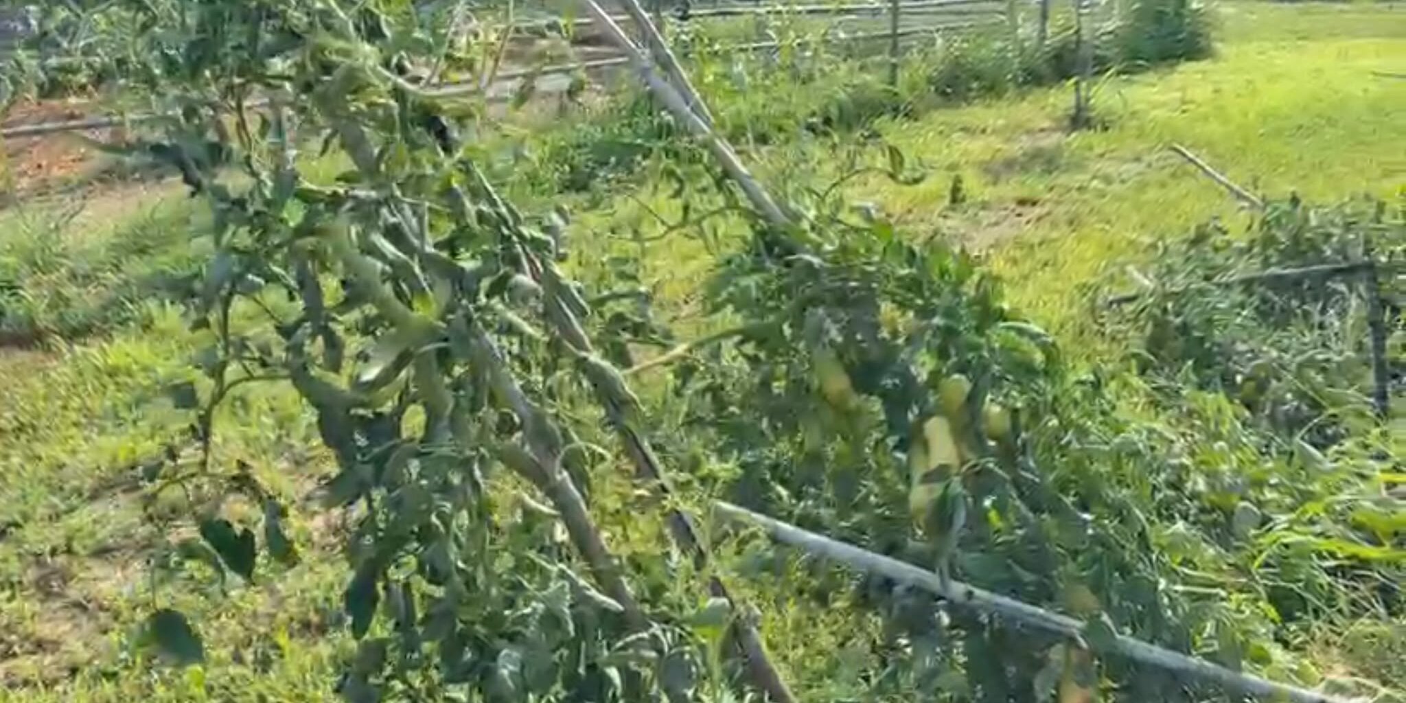 Maltempo, Coldiretti: centinaia di ettari di frutteti e vigneti devastati