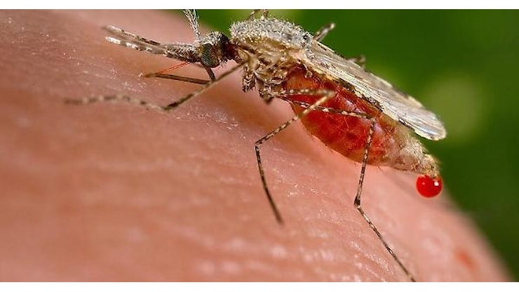 West Nile, primo caso del 2026 nel Lazio: positivo un paziente della provincia di Latina - Latina Oggi