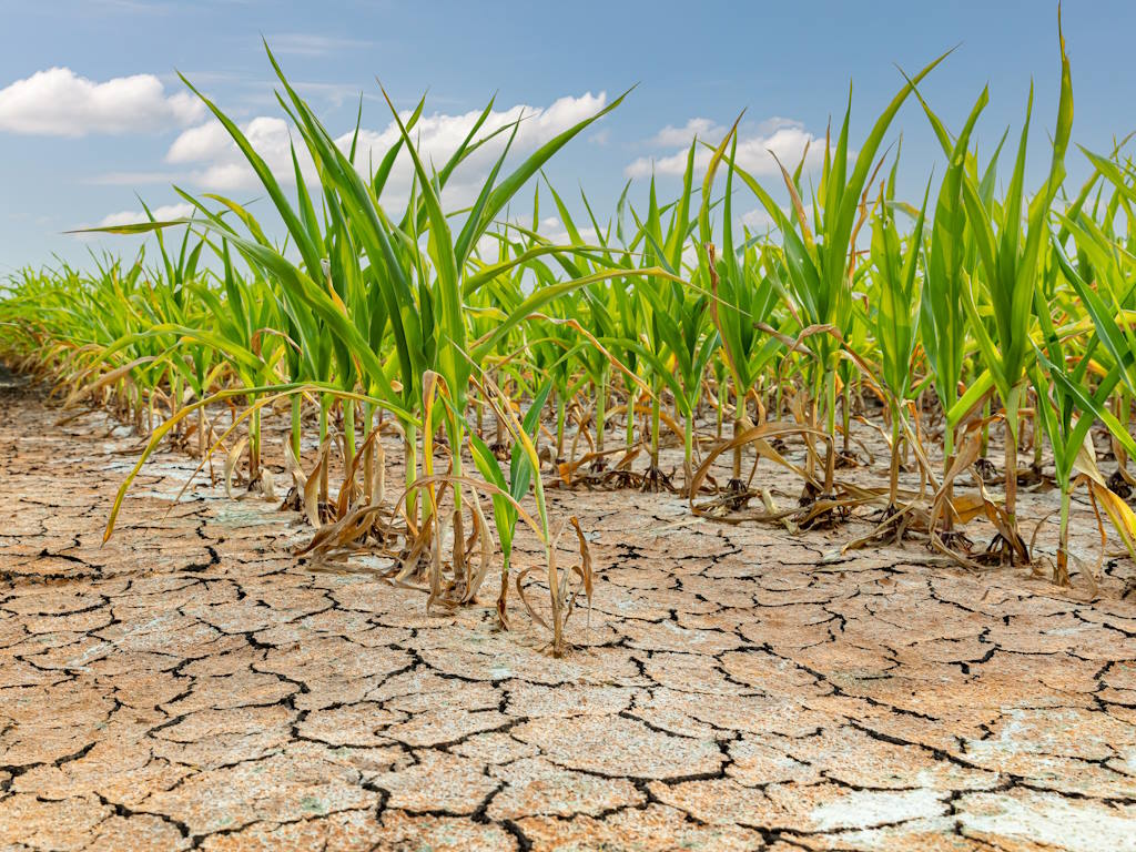 Il «Super Niño» minaccia l’agricoltura