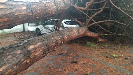 Maltempo Emilia Romagna, alberi caduti a Marina Romea dopo il violento temporale | FOTO