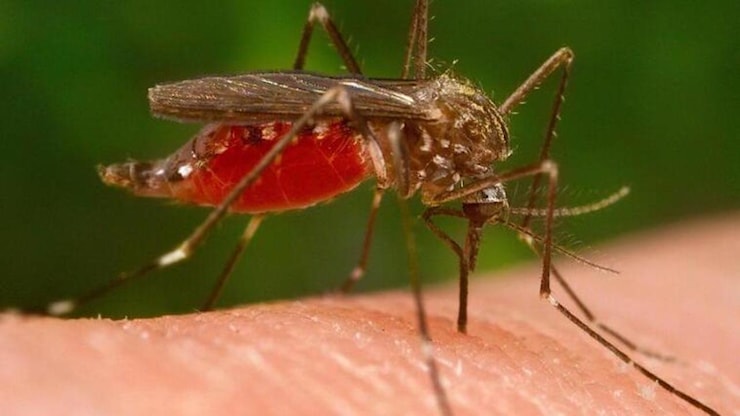 West Nile, a Modena il primo caso dell’Emilia Romagna nel 2026 - Gazzetta di Modena