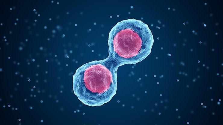 Cresce e si divide: una cellula sintetica creata in laboratorio raggiunge un traguardo impressionante - Le Scienze