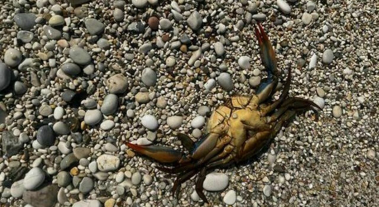 Adriatico bollente, superati i 29°. E ora le specie aliene fanno paura. In acqua +6° in due settimane