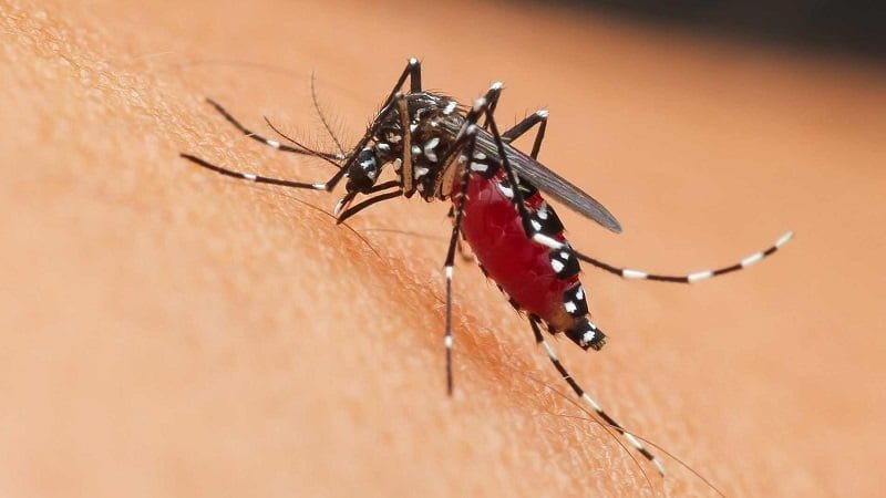Emergenza West Nile Virus: primo caso umano nella Marca