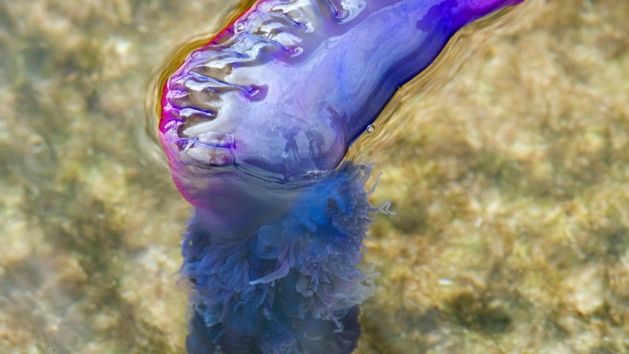 Spine, macchie e tentacoli, il mare stravolto dagli alieni Amano le acque bollenti”