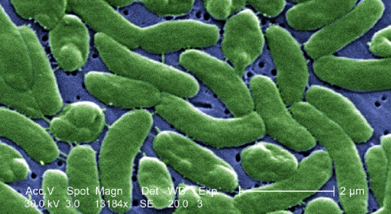 ​Vibrio e mangiacarne, i batteri del mare avanzano in Europa con il caldo dell'estate: cosa sono, i sintomi e dove si rischia di più