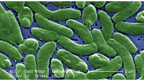 Vibrio e mangiacarne, i batteri del mare avanzano in Europa con il caldo dell'estate: cosa sono, i sintomi e dove si rischia di più