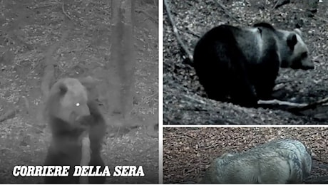 Orso bruno si mostra in Alta Val Seriana, poi nelle stesse zone spuntano i lupi
