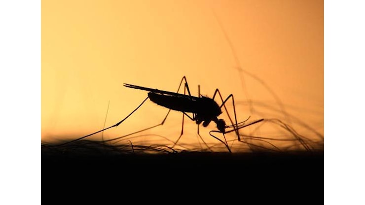 Bassa Romagna, scatta l’allerta West Nile: nuove regole e disinfestazioni obbligatorie - Corriere Romagna